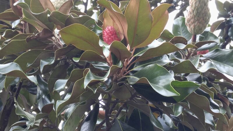 Town Square Neighborhood Park - Virginia Beach, VA