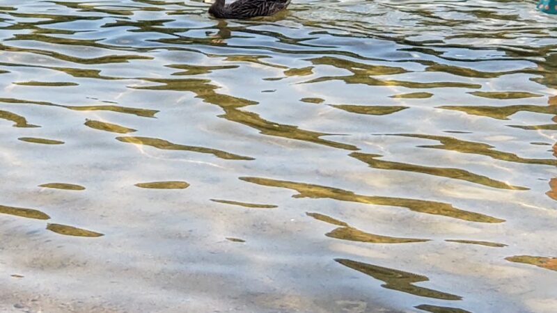 Finn Beach - Voluntown, CT