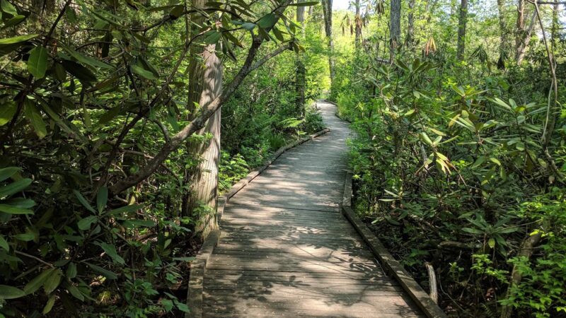 Pachaug State Forest - Voluntown, CT