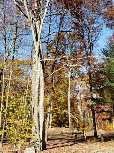 Pachaug State Forest - Voluntown, CT