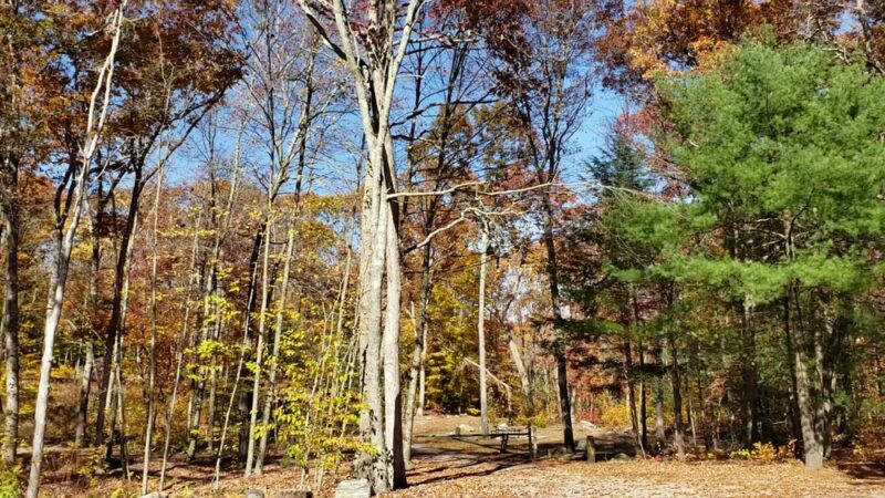 Pachaug State Forest - Voluntown, CT