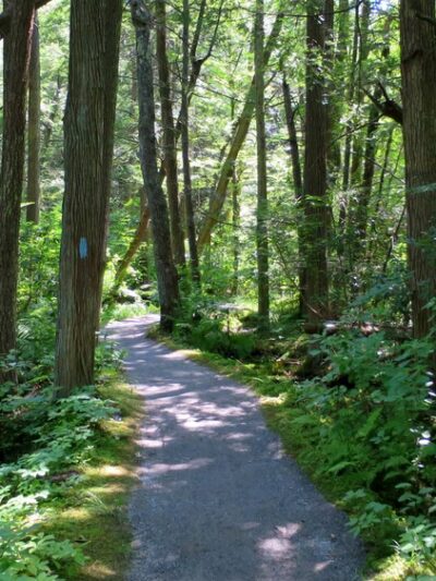 Pachaug State Forest - Voluntown, CT
