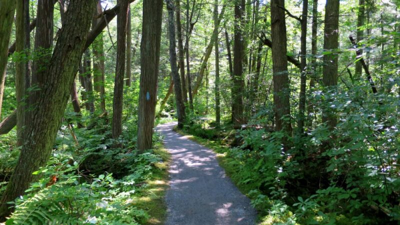 Pachaug State Forest - Voluntown, CT