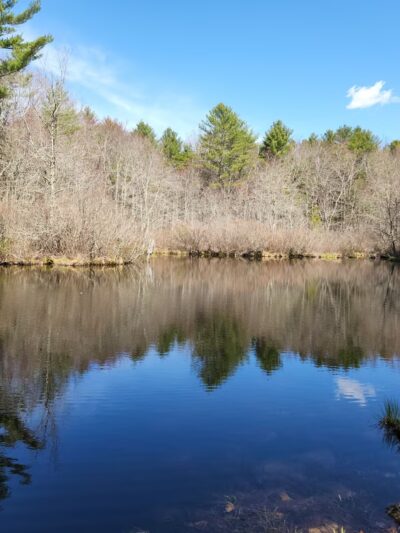 Pachaug State Forest - Voluntown, CT
