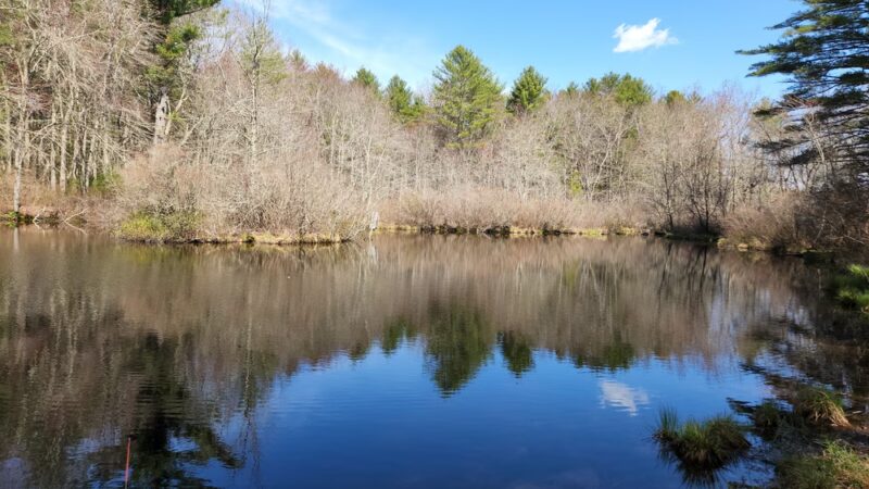 Pachaug State Forest - Voluntown, CT