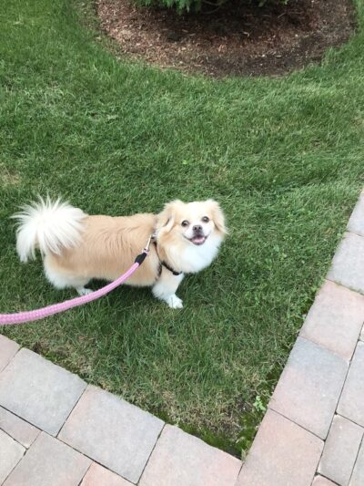 Paws About Town - Waban, MA