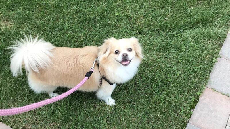 Paws About Town - Waban, MA