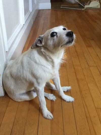 Paws About Town - Waban, MA