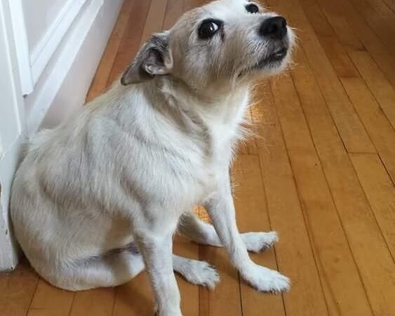 Paws About Town - Waban, MA