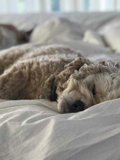 Paws About Town - Waban, MA