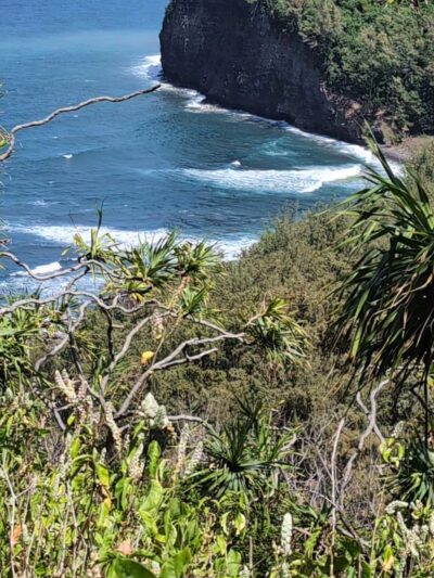 Kohala Forest Reserve - Waimea, HI
