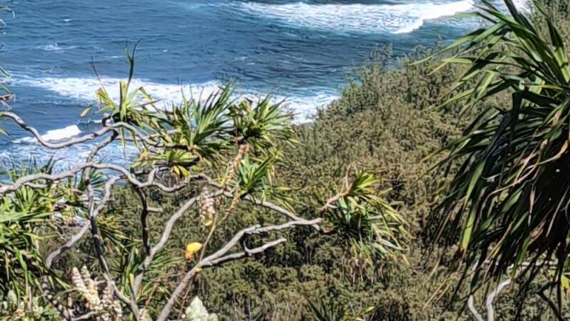 Kohala Forest Reserve - Waimea, HI