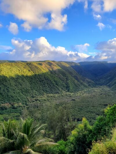 Kohala Forest Reserve - Waimea, HI