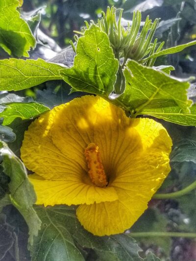 Ulu La‘au (Waimea Nature Park) - Waimea, HI