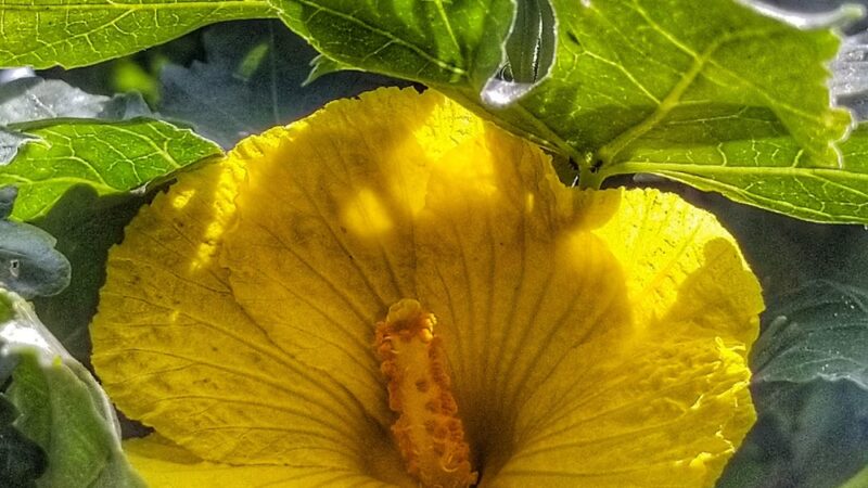 Ulu La‘au (Waimea Nature Park) - Waimea, HI