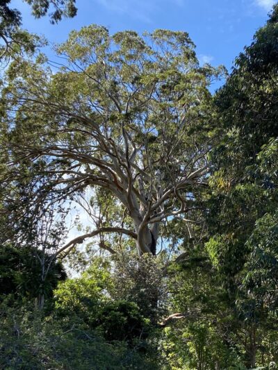 Ulu La‘au (Waimea Nature Park) - Waimea, HI
