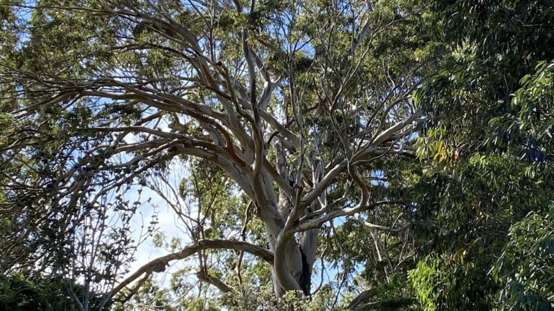 Ulu La‘au (Waimea Nature Park) - Waimea, HI
