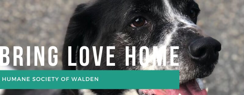 Humane Society of Walden - Walden, NY