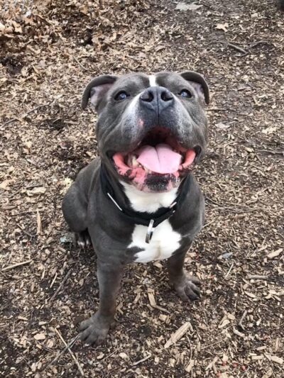 Humane Society of Walden - Walden, NY