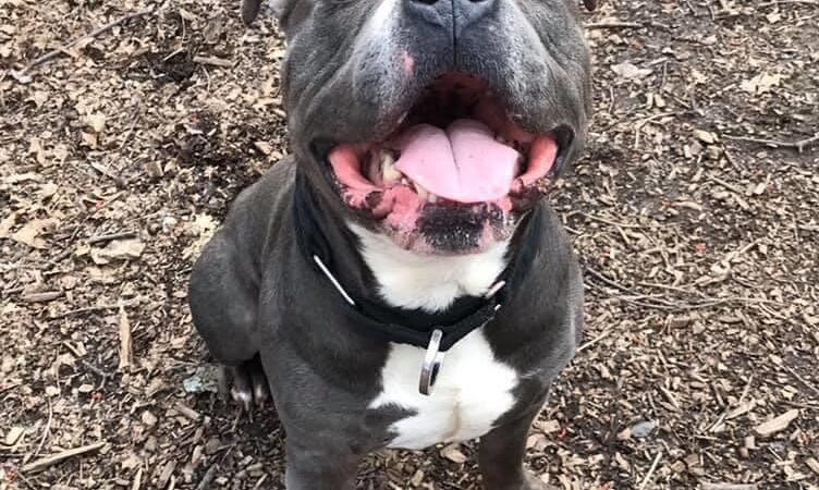 Humane Society of Walden - Walden, NY