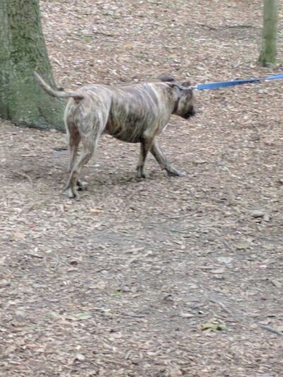 Humane Society of Walden - Walden, NY