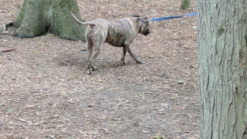 Humane Society of Walden - Walden, NY