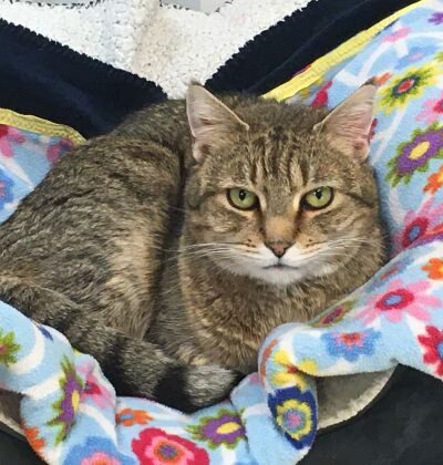 Humane Society of Walden - Walden, NY