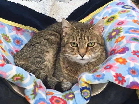 Humane Society of Walden - Walden, NY