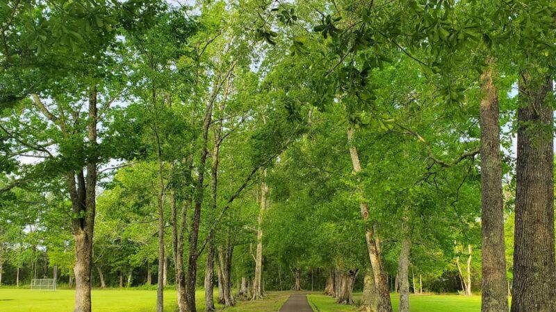 Sidney Hutchinson Park - Walker, LA