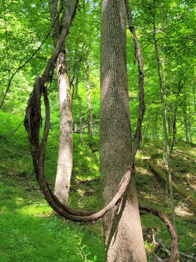 Mountwood Park - Walker, WV