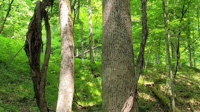 Mountwood Park - Walker, WV