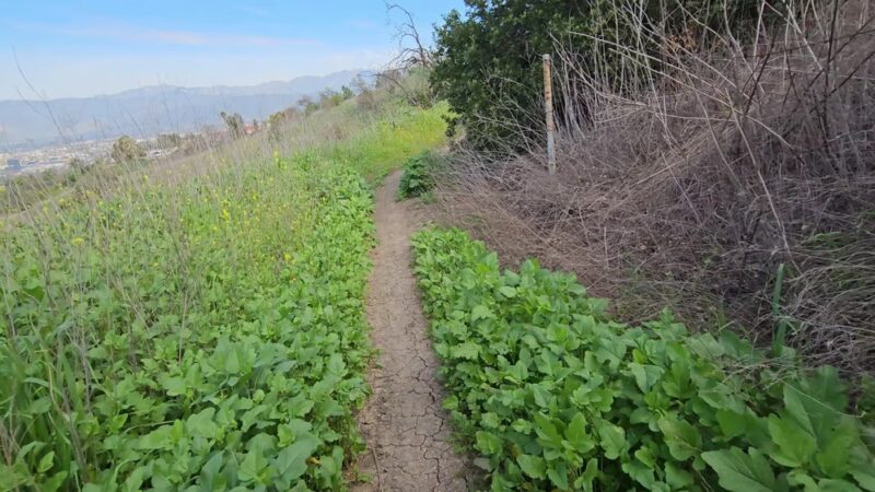 Schabarum Skyline Trail - Walnut, CA