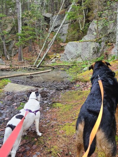 Plummer Point Preserve - Walpole, ME