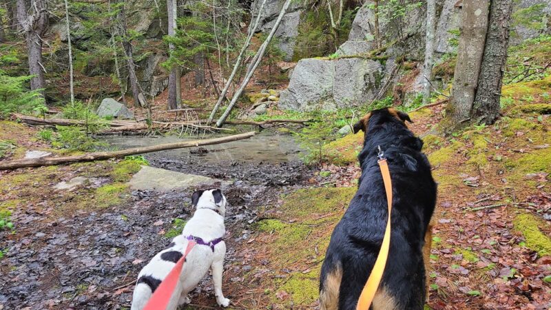 Plummer Point Preserve - Walpole, ME