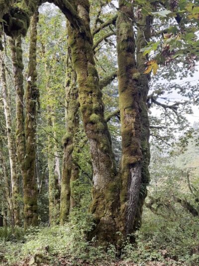 Linslaw Park - Walton, OR