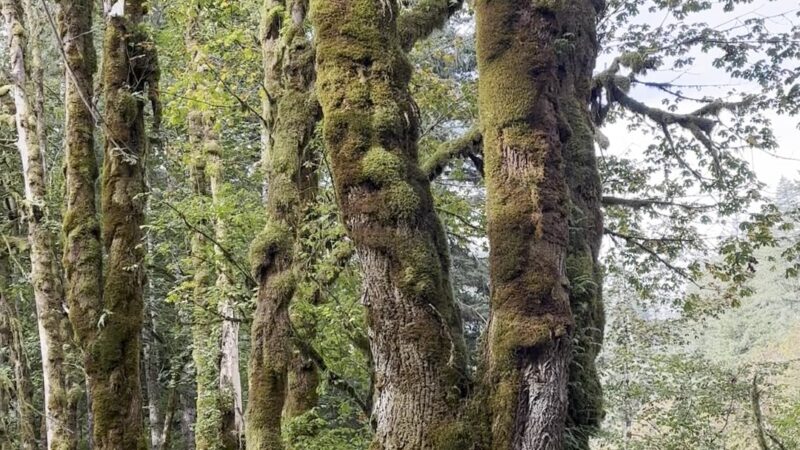 Linslaw Park - Walton, OR