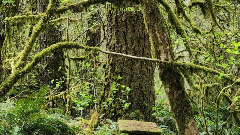 Linslaw Park - Walton, OR
