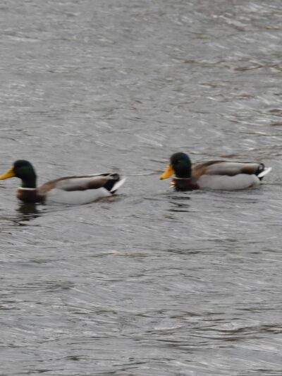 Fisherman's Park - Wappingers Falls, NY