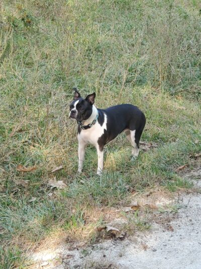 Blackwell Off-Leash Dog Area and Canoe Launch Lot - Warrenville, IL