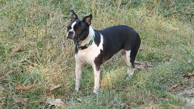 Blackwell Off-Leash Dog Area and Canoe Launch Lot - Warrenville, IL