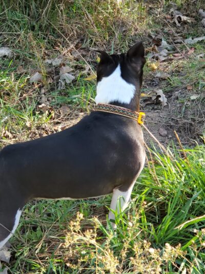 Blackwell Off-Leash Dog Area and Canoe Launch Lot - Warrenville, IL