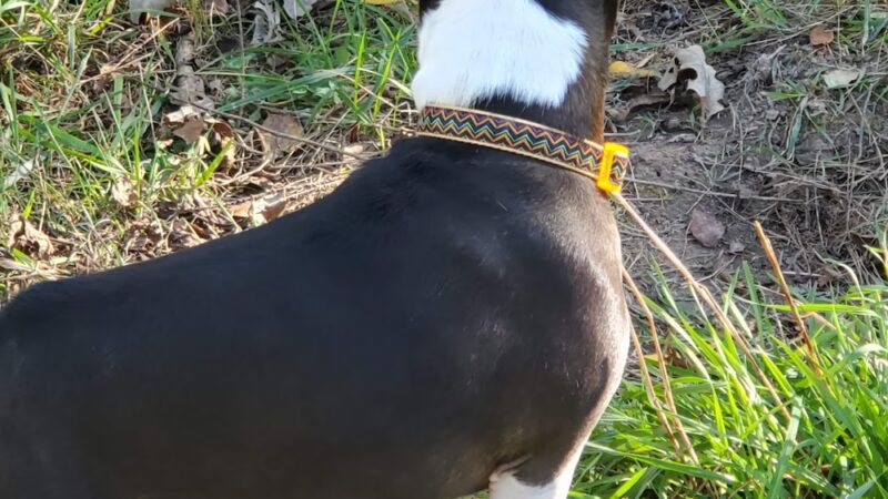 Blackwell Off-Leash Dog Area and Canoe Launch Lot - Warrenville, IL