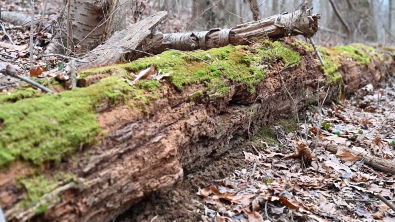 Whittier Trail Head - Washington,