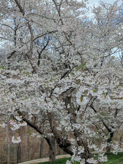 Dumbarton Oaks Park - Washington,