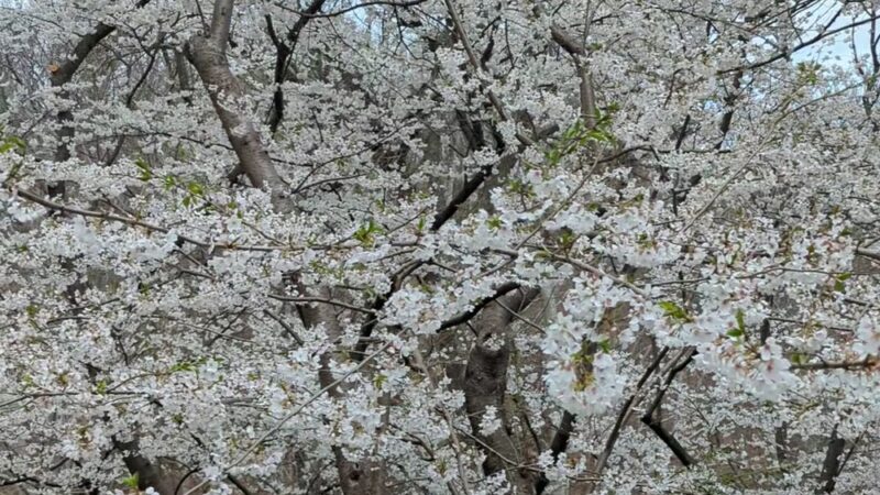 Dumbarton Oaks Park - Washington,