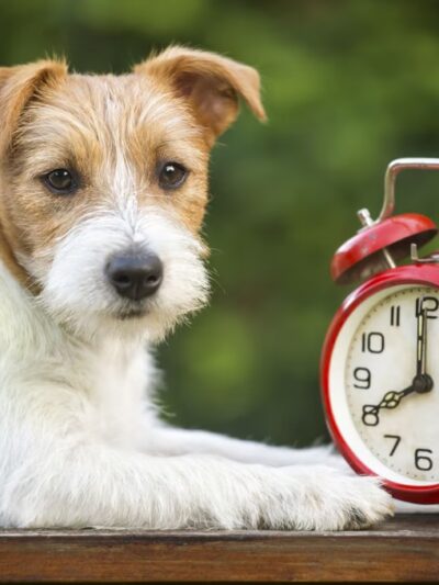 Fido Fitness and Play - Washington,