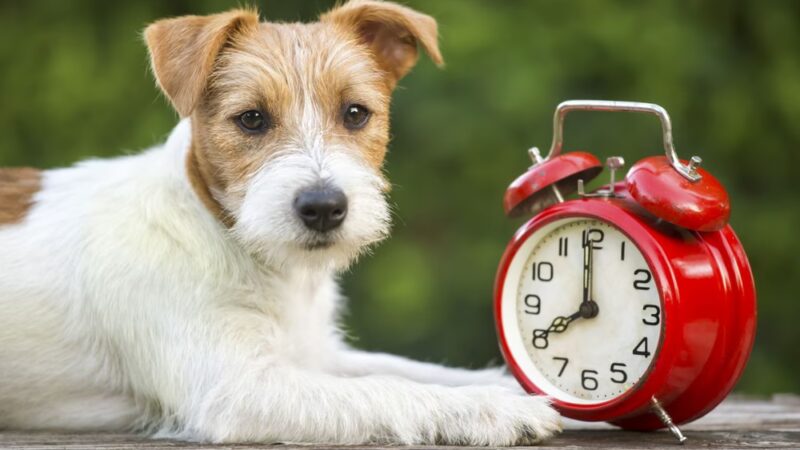 Fido Fitness and Play - Washington,