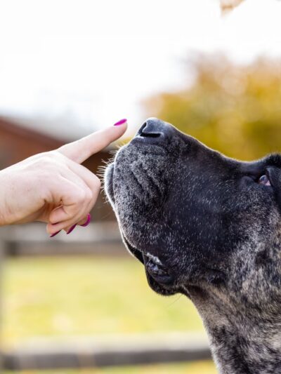 Fido Fitness and Play - Washington,