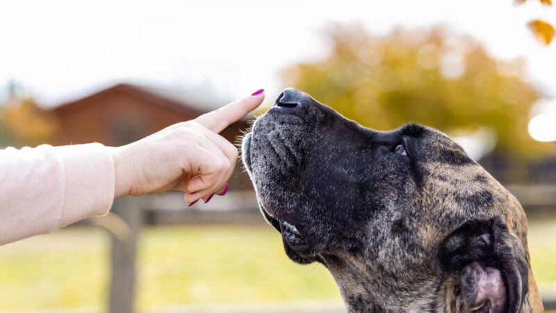 Fido Fitness and Play - Washington,