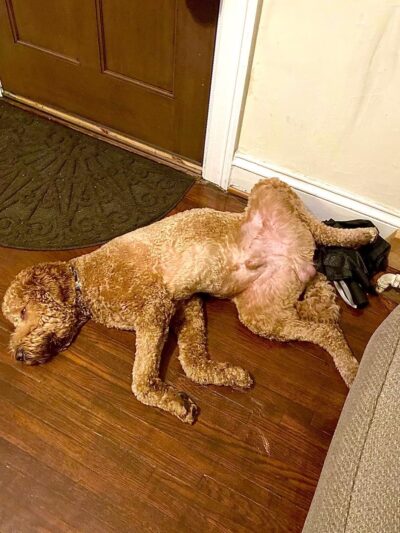 Fido Fitness and Play - Washington,